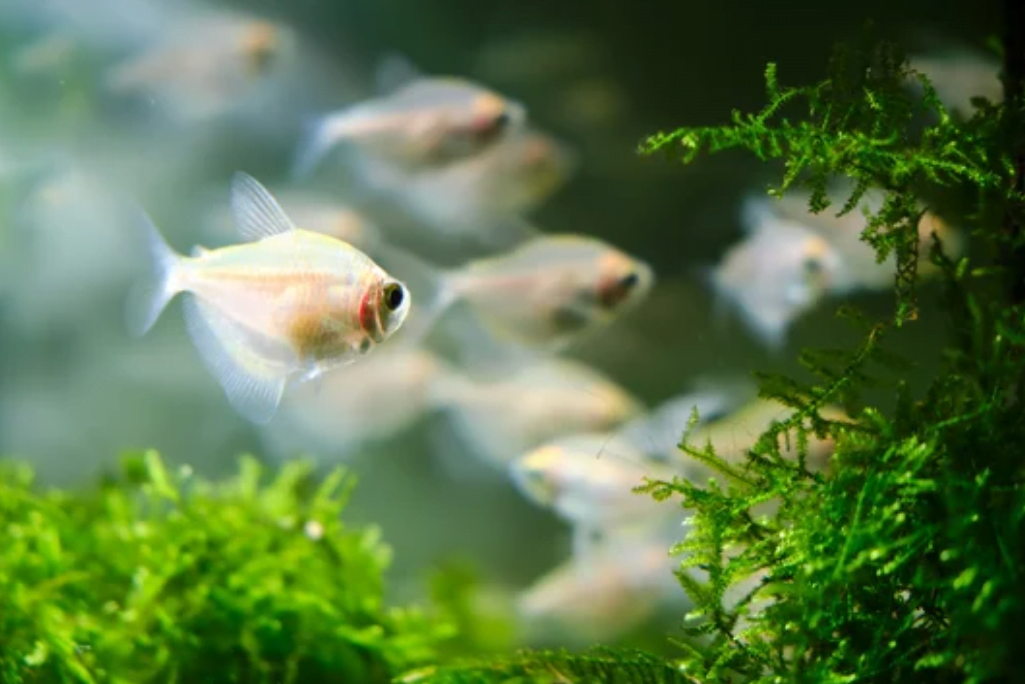 White Skirt Tetra, Fish
